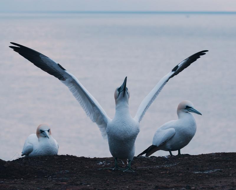 Northern Gannet with spread wings