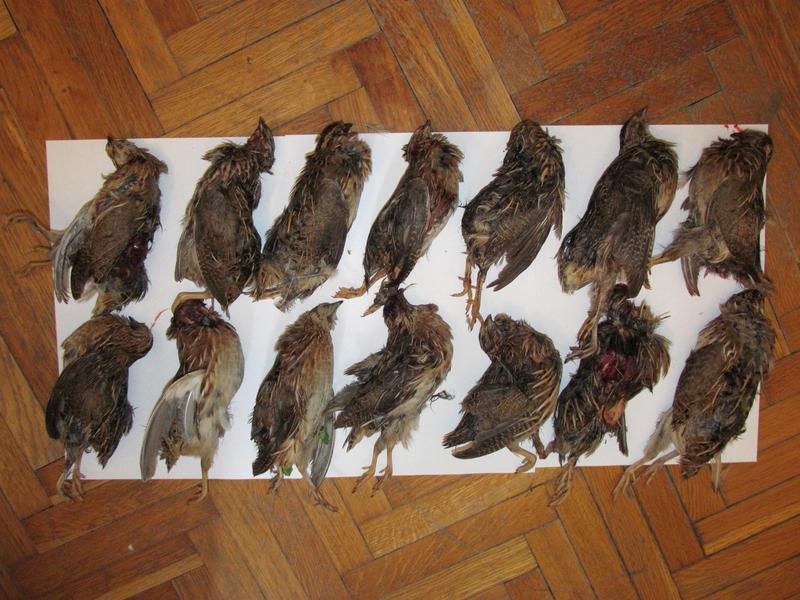 Fourteen dead quails lie on kitchen paper on a parquet floor.