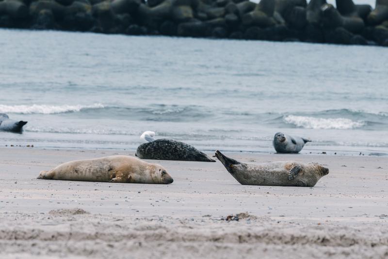 Grey seal and Harbor seals on Heligoland