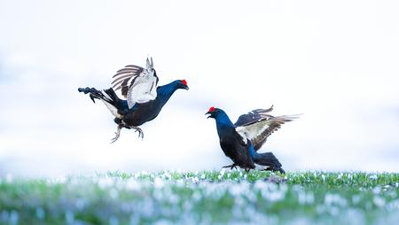 Two black grouse mating