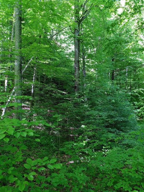 Natural Forest in the Ukrainian Carpathians