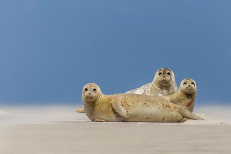 Drei Seehunde auf einer Sandbank