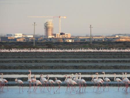 Greater flamingos in the Nartal lagoon in front of a construction site background