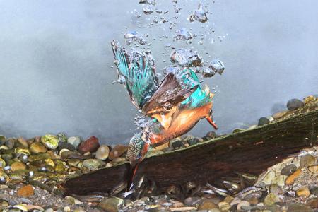 Eisvogel-Weibchen jagt nach Fischen