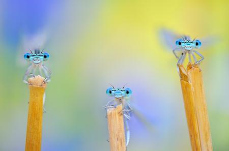 Drei Insekten sitzen auf drei Grashalmen