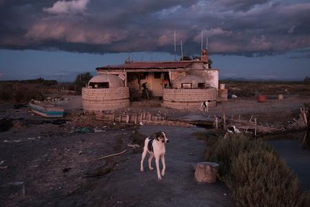 Vjosa Delta dogs © Nick St. Oegger Dogs in front of a cabin in the Vjosa Delta.