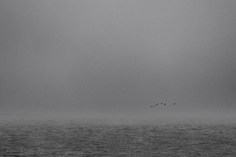 Graue Nordsee mit einigen Meeresenten