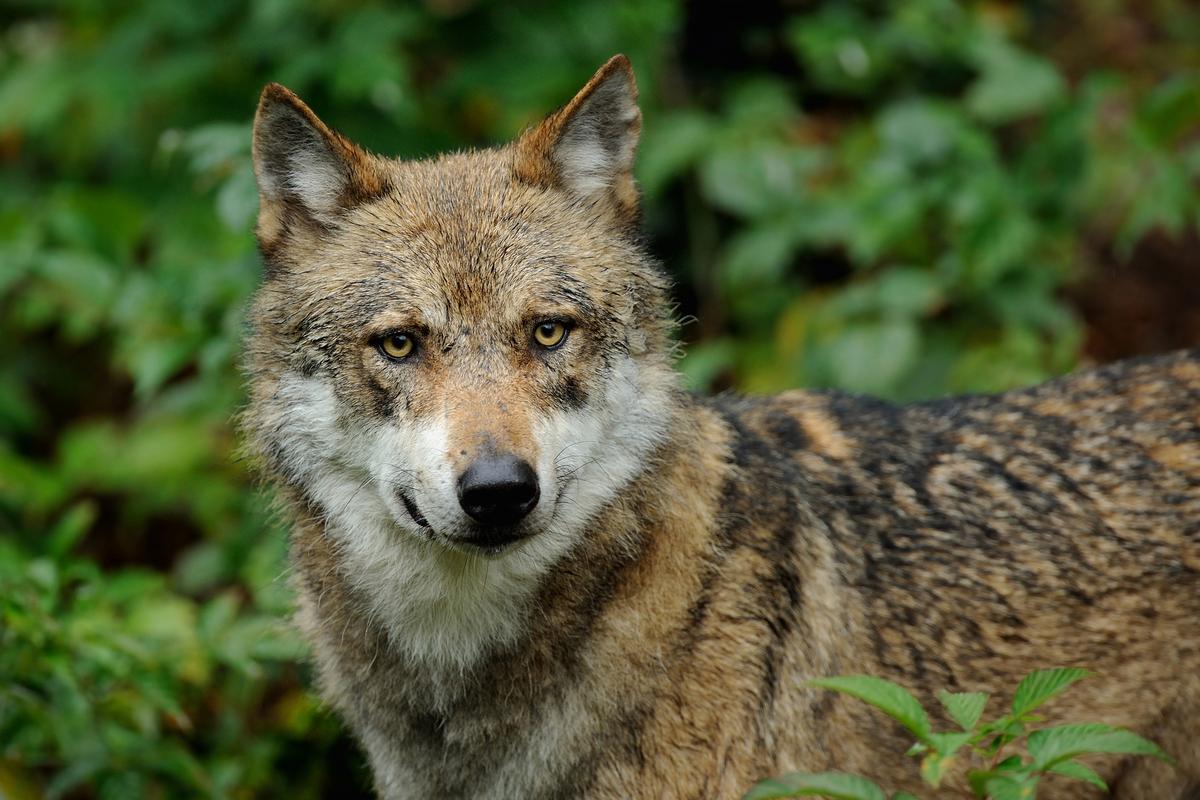 Wolves in danger of remaining less protected - EuroNatur