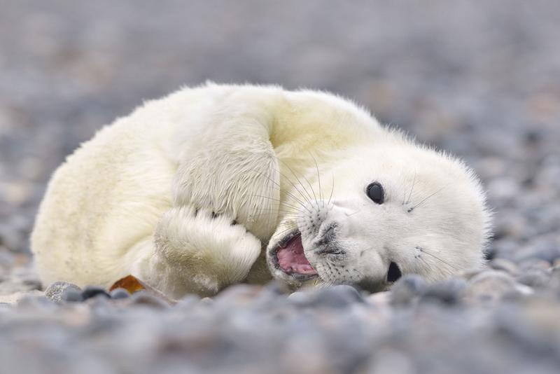 A baby seal lies curled up on a pebble beach on Heligoland.