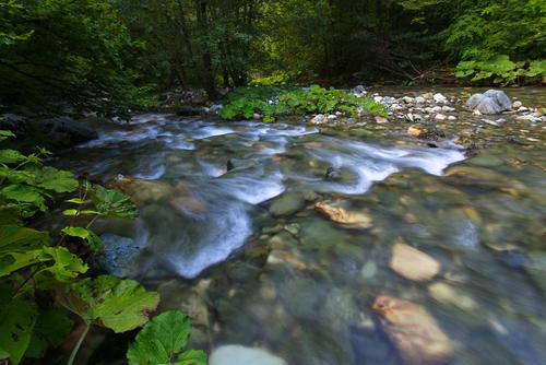 Fluss Radika Die Radika fließt über ein steiniges Flussbett durch einen Wald.