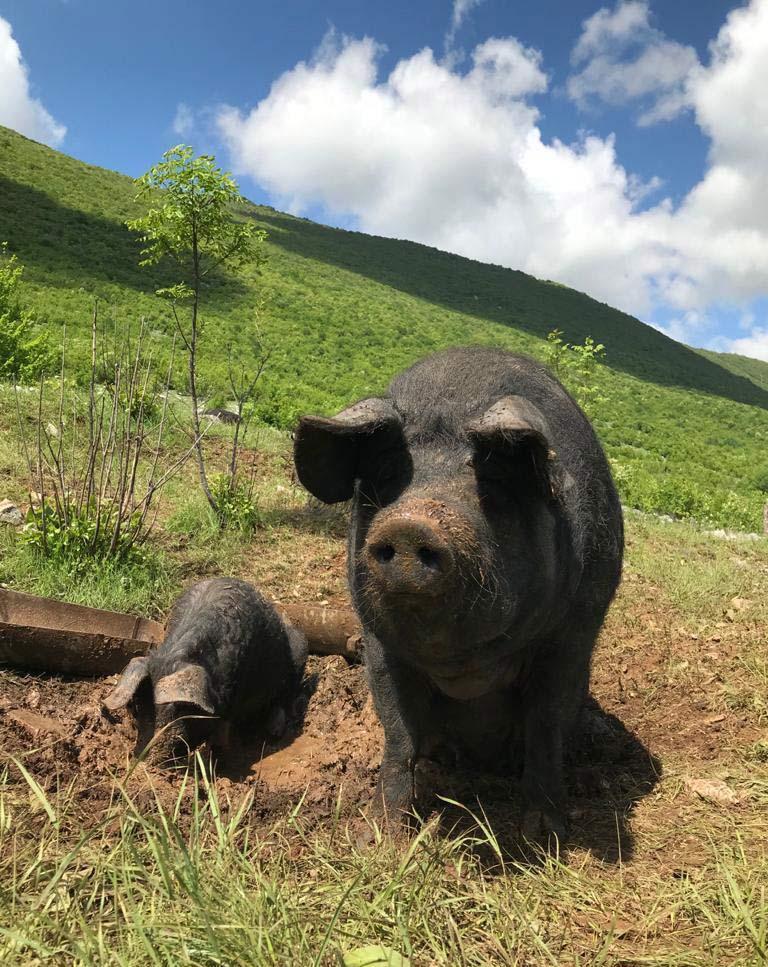 Free-range Slavonian pigs from Terra Mater in Livanjsko Polje