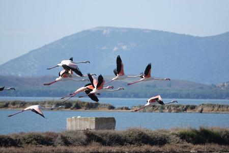 A flock of flamingos flies against the backdrop of the Narta Lagoon.