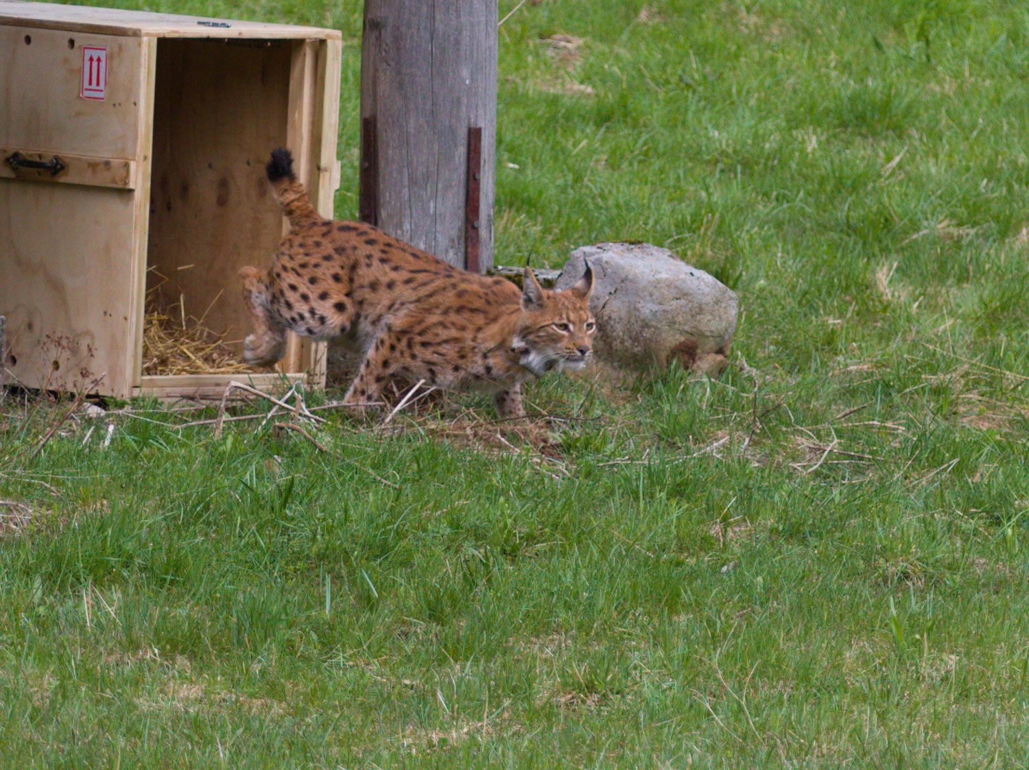 New home in Croatia for Romanian lynx - EuroNatur