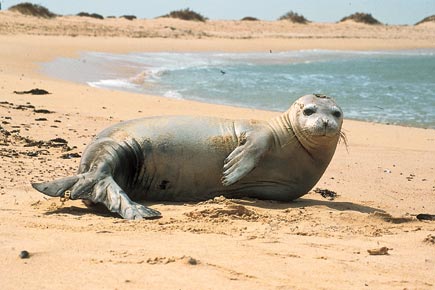 Robbe am Sandstrand