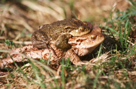 Zwei Erdkröten im Gras