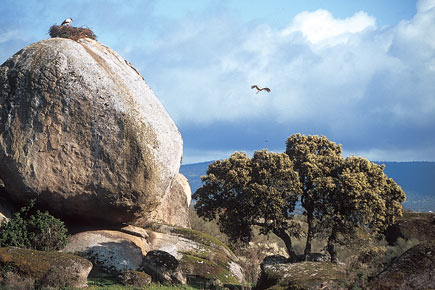 Storchennest auf einem Felsen