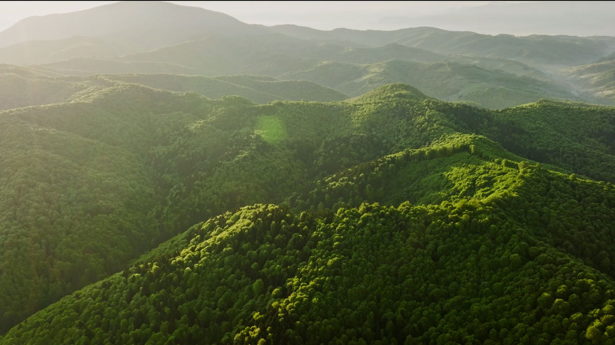 Screenshot BFC primeval forests Romania