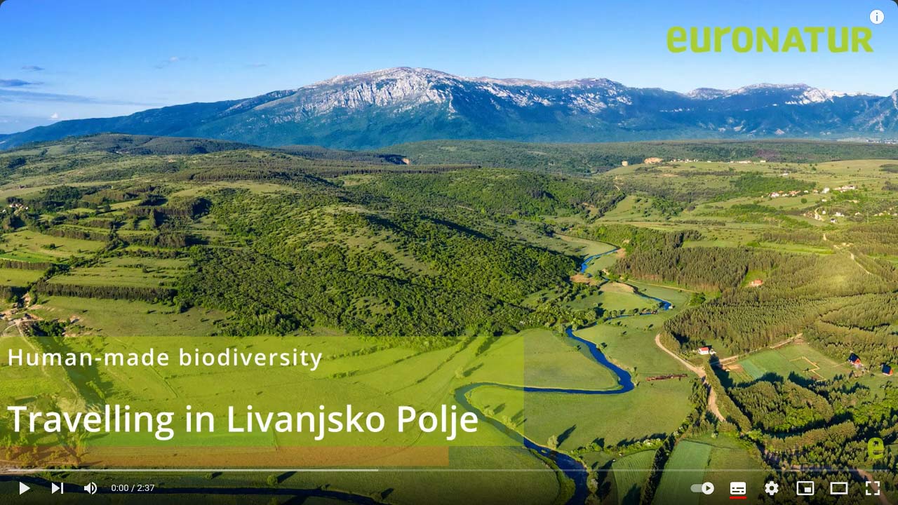 Livanjsko Polje Video