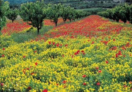 Extensive Landwirtschaft mit Obstbäumen zwischen Blühstreifen