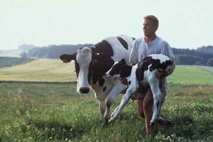 Bauer läuft neben Kuh über die Weide und trägt ein Kalb